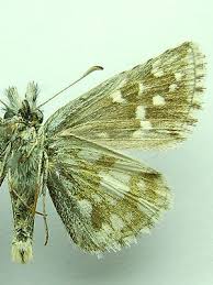 Attēlu rezultāti vaicājumam “Pyrgus serratulae”