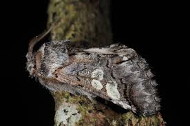 Attēlu rezultāti vaicājumam “Diloba caeruleocephala”