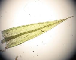 Attēlu rezultāti vaicājumam “Bryum neodamense”