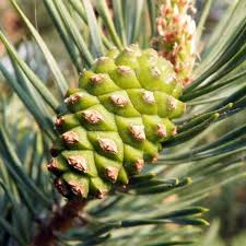 Attēlu rezultāti vaicājumam “Pinus sylvestris fruit”