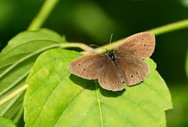 Attēlu rezultāti vaicājumam “Aphantopus hyperantus”