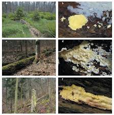 Attēlu rezultāti vaicājumam “Flaviporus citrinellus”