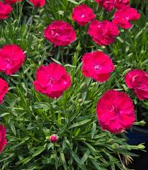 Image result for Dianthus gratianopolitanus