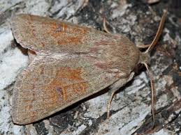 Attēlu rezultāti vaicājumam “Orthosia miniosa imago”