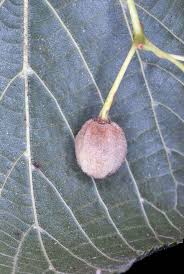 Attēlu rezultāti vaicājumam “Tilia platyphyllos Laciniata fruit”