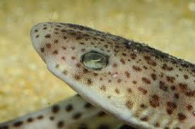 Image result for Scyliorhinus canicula