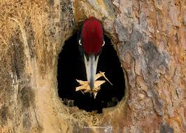 Attēlu rezultāti vaicājumam “Dryocopus martius nest”