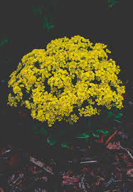 Image result for Alyssum saxatile