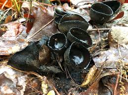 Attēlu rezultāti vaicājumam “Urnula craterium”