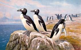 Image result for Pinguinus impennis