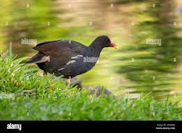 Attēlu rezultāti vaicājumam “Gallinula chloropus”