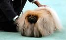 Westminster Dog Show betting guide: Which dogs are most likely to ...