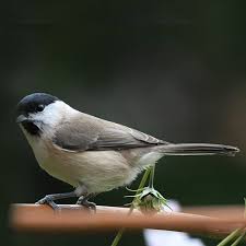 Attēlu rezultāti vaicājumam “Poecile palustris”