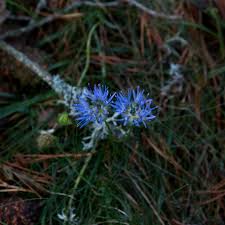 Attēlu rezultāti vaicājumam “Jasione montana flower”