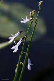 Attēlu rezultāti vaicājumam “Lobelia dortmanna flower”