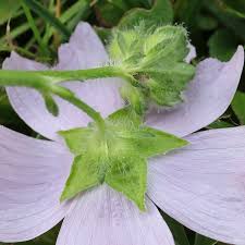Attēlu rezultāti vaicājumam “Malva moschata flower”