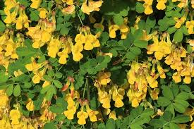 Attēlu rezultāti vaicājumam “Caragana arborescens flower”