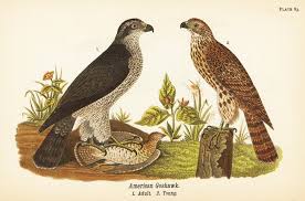 Attēlu rezultāti vaicājumam “Accipiter gentilis adult”