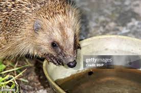 Attēlu rezultāti vaicājumam “Erinaceus sp.”