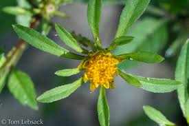 Attēlu rezultāti vaicājumam “Bidens frondosa flower”