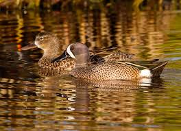 Image result for Anas discors