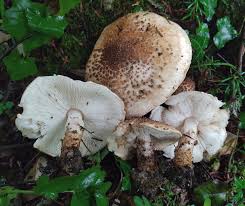 Attēlu rezultāti vaicājumam “Lycogala asperum”