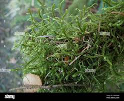 Attēlu rezultāti vaicājumam “Antitrichia curtipendula”