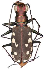 Attēlu rezultāti vaicājumam “Cicindela maritima”