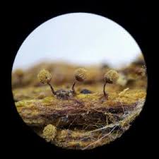 Attēlu rezultāti vaicājumam “Cribraria vulgaris macro”