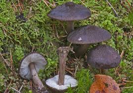 Attēlu rezultāti vaicājumam “Pluteus umbrosus”