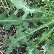 Attēlu rezultāti vaicājumam “Hypochaeris radicata bud”