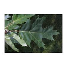 Attēlu rezultāti vaicājumam “Quercus rubra leaf”