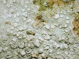 Attēlu rezultāti vaicājumam “Lecanora albella”