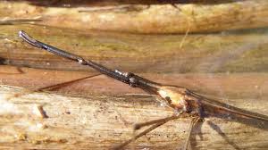 Attēlu rezultāti vaicājumam “Ranatra linearis”