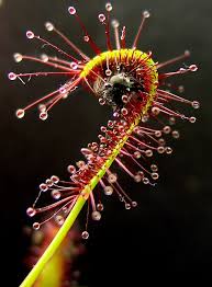 Attēlu rezultāti vaicājumam “Drosera x obovata leaf”