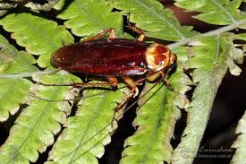 Image result for periplaneta americana