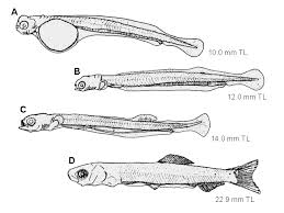 Image result for Alosa sapidissima