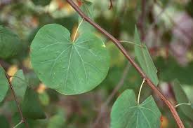 Attēlu rezultāti vaicājumam “Cercis siliquastrum”