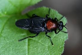 Attēlu rezultāti vaicājumam “Clitellaria ephippium”