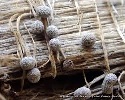 Attēlu rezultāti vaicājumam “Physarum bryomacrocarpum”