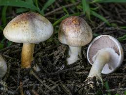 Attēlu rezultāti vaicājumam “Agaricus”