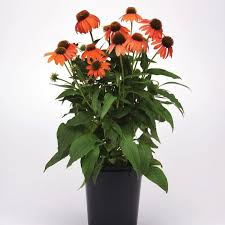 Image result for Echinacea Lustre hybrids