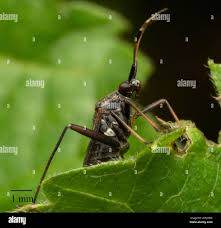Attēlu rezultāti vaicājumam “Closterotomus biclavatus”