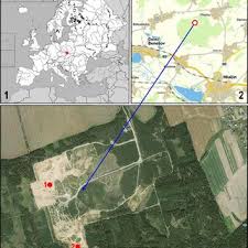 Attēlu rezultāti vaicājumam “Tetanops myopina”