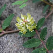 Attēlu rezultāti vaicājumam “Astragalus glycyphyllos fruit”