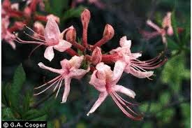 Attēlu rezultāti vaicājumam “Rhododendron periclymenoides”