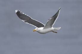Attēlu rezultāti vaicājumam “Larus marinus adult”