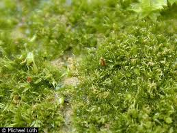 Attēlu rezultāti vaicājumam “Ephemerum serratum”