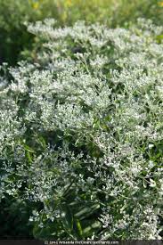 Attēlu rezultāti vaicājumam “Enteridium corticatum”