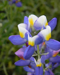 Image result for Alonsoa linearis